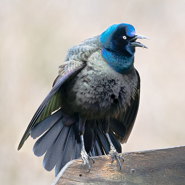 COMMON GRACKLE - PORT RYERSE - CREATURES