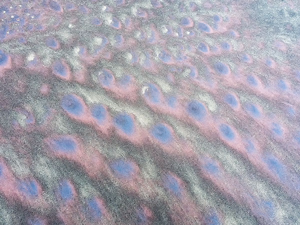 PEACOCK OXIDES - LONG POINT BEACH - DETAILS