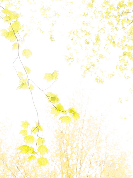 Spring In High Key--Backus Woods - New Works