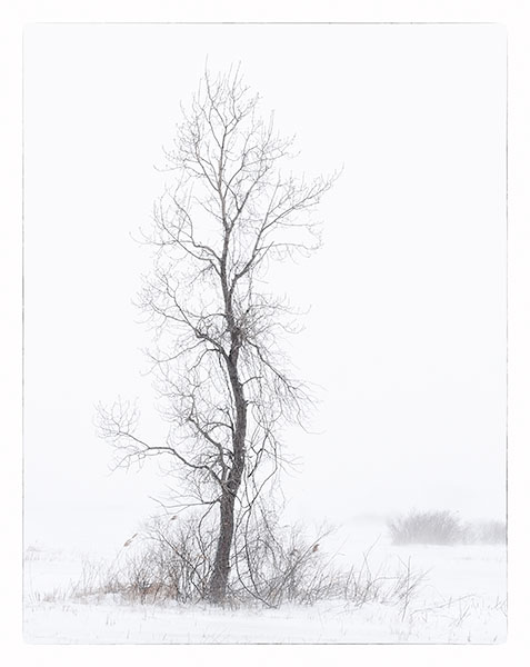 SNOW SQUALL - LONG POINT MARSH - AT HOME
