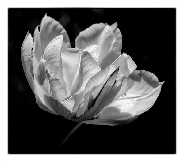 KATHY'S GARDEN #2 - B&W - IN THE COUNTRY