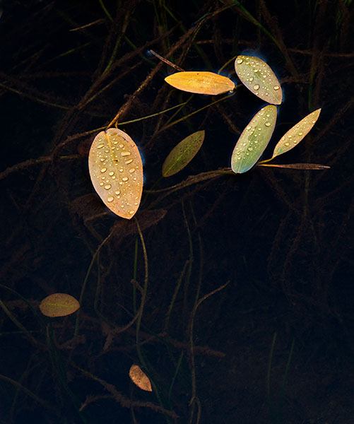 WATER WEEDS - BRUCE COUNTY - ABSTRACTS & IMPRESSIONS