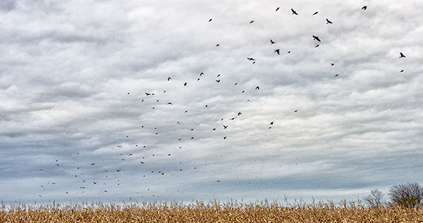 NOVEMBER BLACKBIRDS - NORFOLK COUNTY - AUTUMN