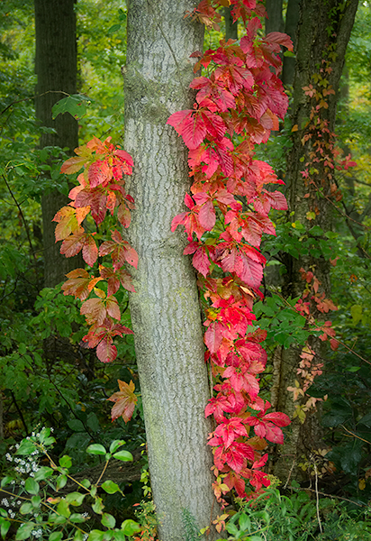 FANCY DRESS - NORFOLK COUNTY - AUTUMN