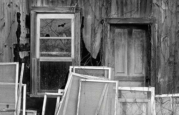PELEE WINDOWS MONOCHROME - B&W - IN THE COUNTRY