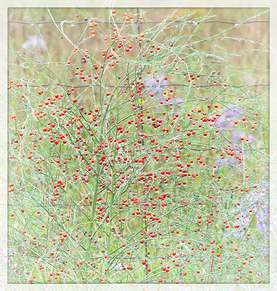 WILD ASPARAGUS - BRUCE COUNTY - THE LAND