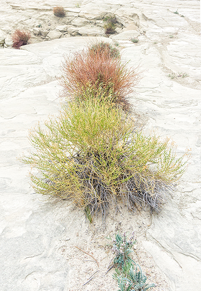 DESERT GARDEN - UTAH - THE SOUTHWEST 2018