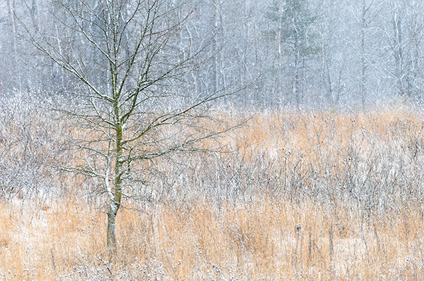 Spring Snow - THE BUG FARM PROJECT