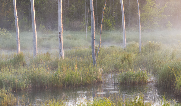 Trees and Rising Mist - Crane Lake Wetlands