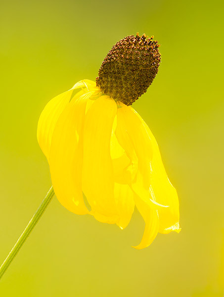Gray Coneflower - New Works