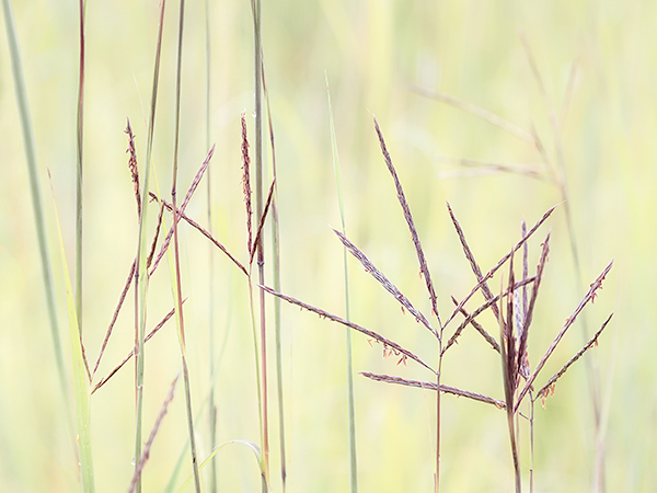 BIG BLUESTEM GRASS - NORFOLK COUNTY - SUMMER