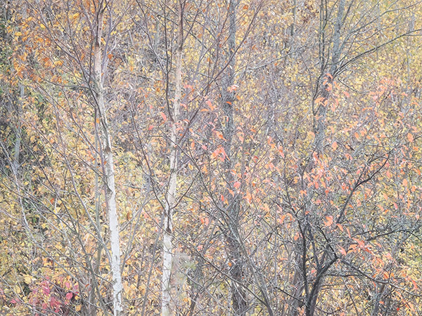 Bruce Peninsula-October Trees #3 - New Works
