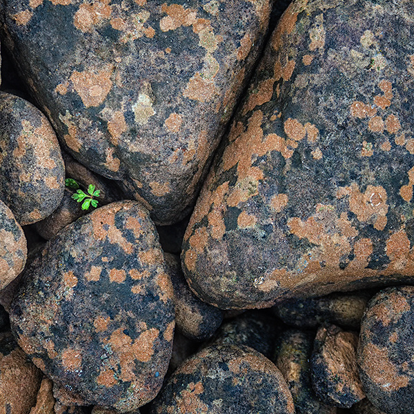 LITTLE GREEN - OCTOBER, 2018 - THE BRUCE, OCTOBER 2018