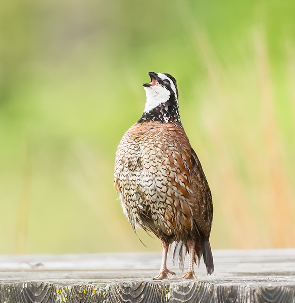 Bobwhite - My Book of Birds