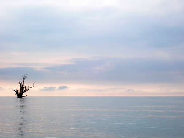 Lone Tree--Lake Erie Shore - From My Kayak