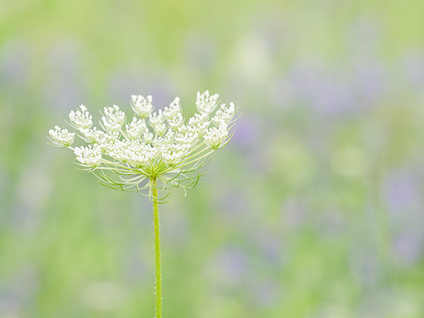QUEEN ANNE'S LACE #3 , 2017 - NORFOLK COUNTY - SUMMER