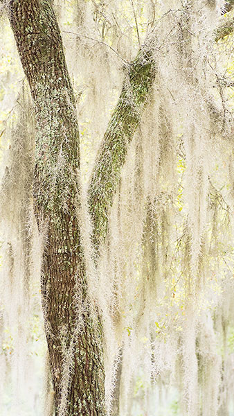 TREES WEEK #17 - 52 WEEKS - AN ENCOUNTER WITH TREES