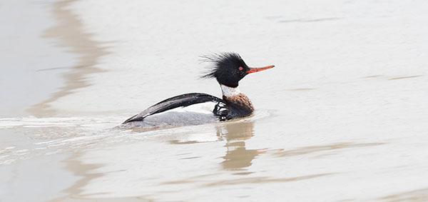 RED BREASTED MERGANSER, 2018- PORT ROWAN - CREATURES