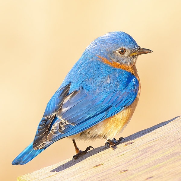 Male Eastern Bluebird - New Works