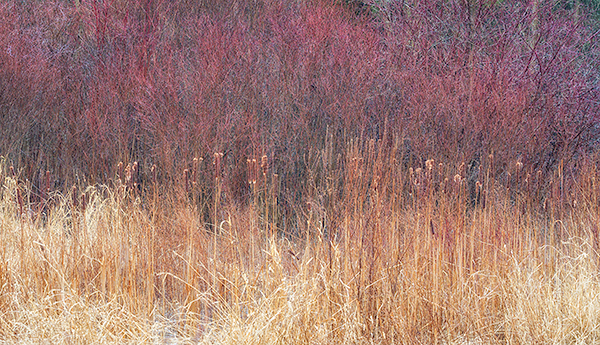 CATTAILS & DOGWOOD - NORFOLK COUNTY - AT HOME