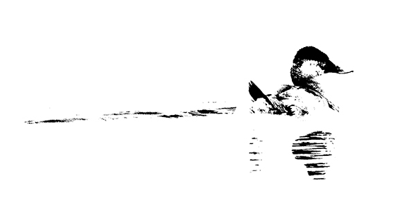 Ruddy Duck - Avian Graphics