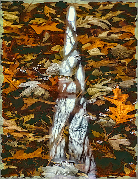 AUTUMN VERNAL POND - NORFOLK COUNTY - BACKUS WOODS- NORFOLK COUNTY