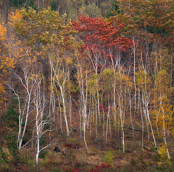 BONES - ACADIA NP, MAINE - EAST COAST, OCTOBER, 2014