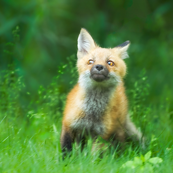 Red Fox Kit #3 - Foxes of Port Ryerse