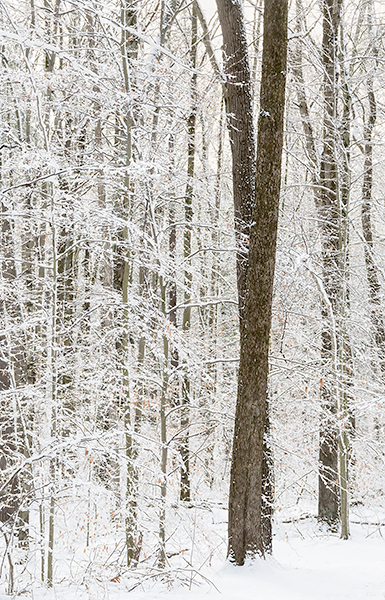 BACKUS WOODS IN SNOW, 2018 - NORFOLK COUNTY - BACKUS WOODS- NORFOLK COUNTY
