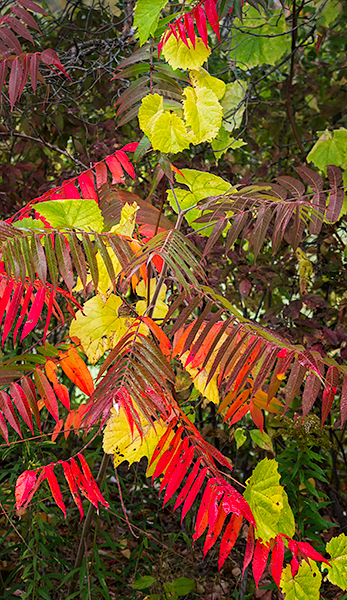 GRAPEVINE & SUMAC, OCTOBER, 2016 - NORFOLK COUNTY - AUTUMN