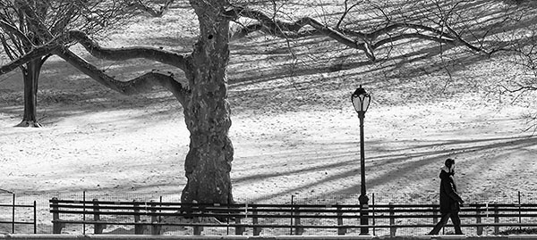 TREES WEEK #4 - 52 WEEKS - AN ENCOUNTER WITH TREES