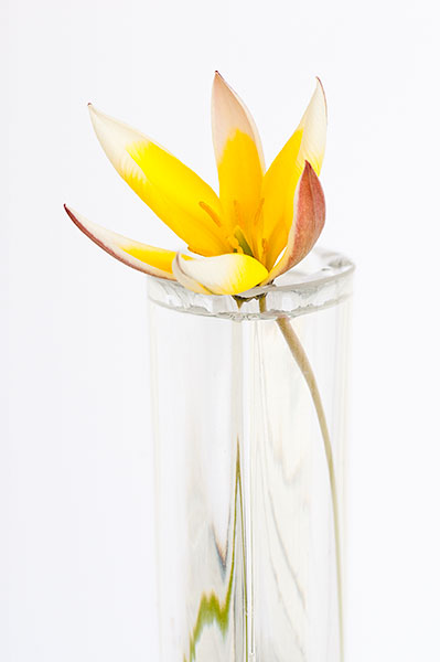 TULIPA TARDA #2 - KATHY'S GARDEN - FLORAL EXPRESSIONS