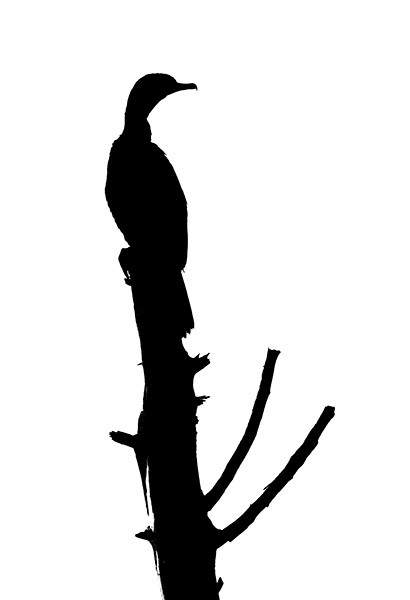 Cormorant Silouette - New Works