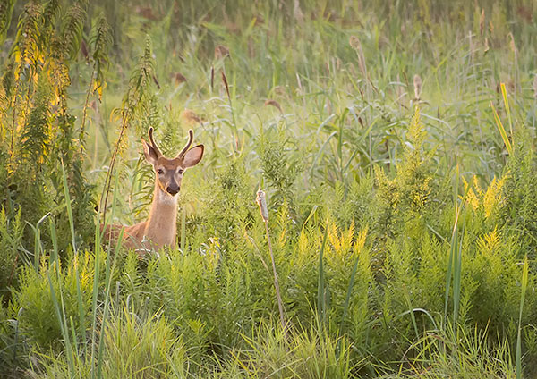 WHITE TAILED DEER - BIG CREEK MARSH - CREATURES