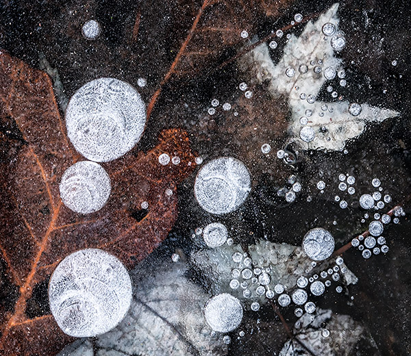 FIRST ICE - BACKUS WOODS, NORFOLK COUNTY - LARRY'S TENSET, 2015