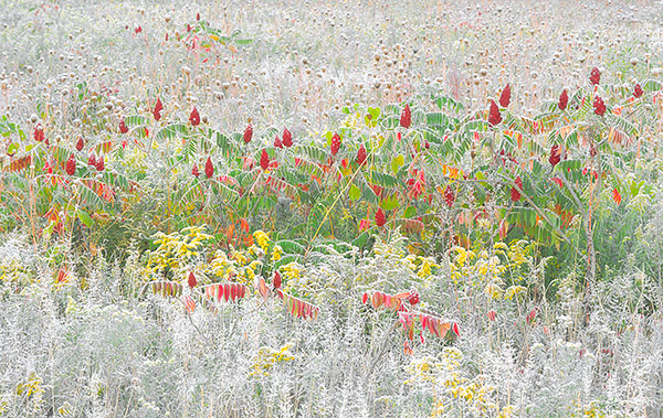 SEPTEMBER FROST -  NORFOLK COUNTY - AUTUMN