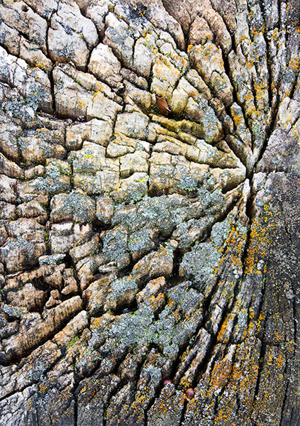 TREES WEEK #3 - 52 WEEKS - AN ENCOUNTER WITH TREES