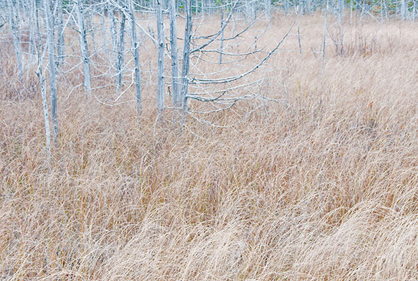 GHOSTS - BRUCE COUNTY - THE LAND