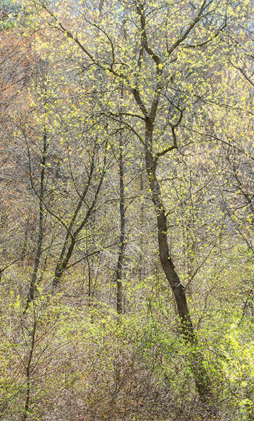 April, 2017 #1 - Norfolk County - SPRING