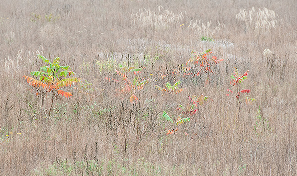 OCTOBER MEADOW - NORFOLK COUNTY - THE MEADOW PROJECT