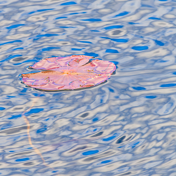 Lily Pad Impression - Bruce Peninsula 2025