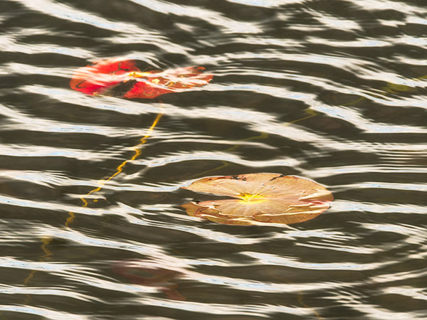 Lily pads--Rankin River - Bruce Peninsula 2025