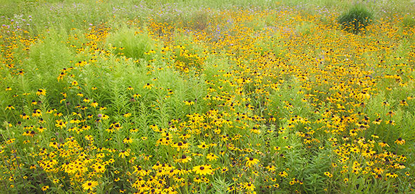 JULY MEADOW - NORFOLK  COUNTY - THE MEADOW PROJECT