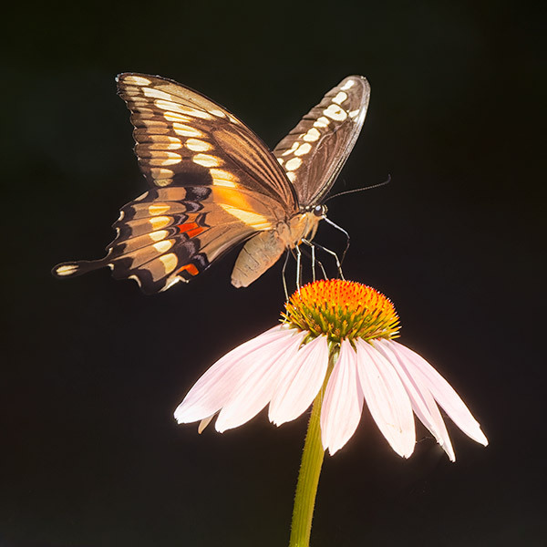 Giant Swallowtail - New Works