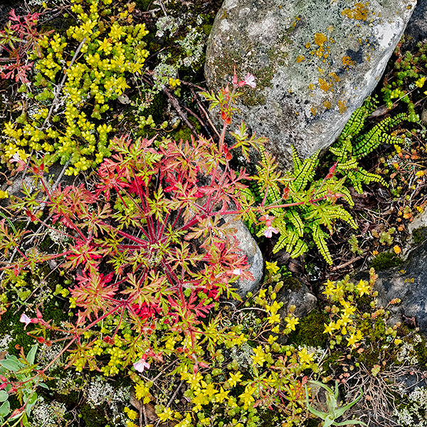 ROCK GARDEN - BRUCE COUNTY - THE LAND