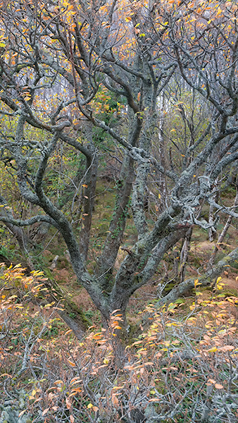 BEECH WOODS - WESTER-ROSS, SCOTLAND - SCOTLAND