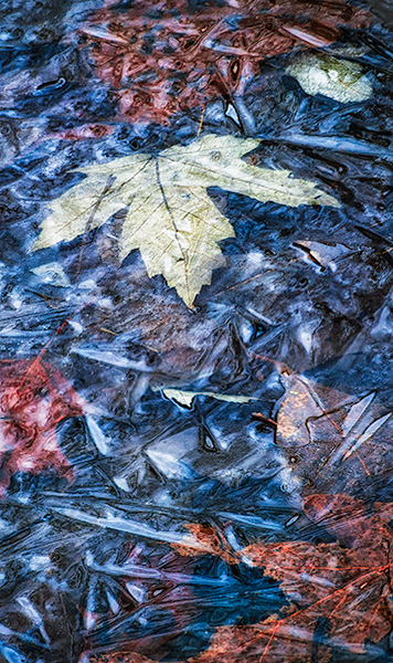 UNDER ICE #7 - NORFOLK COUNTY - BACKUS WOODS- NORFOLK COUNTY