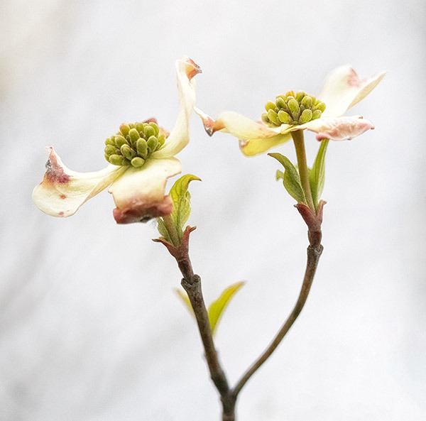 FLOWERING DOGWOOD - New Works