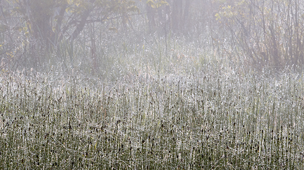 Heavy Dew and Rising Mist #2 - Crane Lake Wetlands