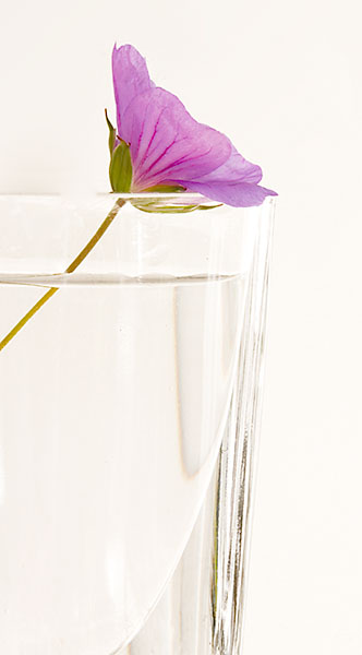 GERANIUM IN CLEAR VASE - FLORAL EXPRESSIONS